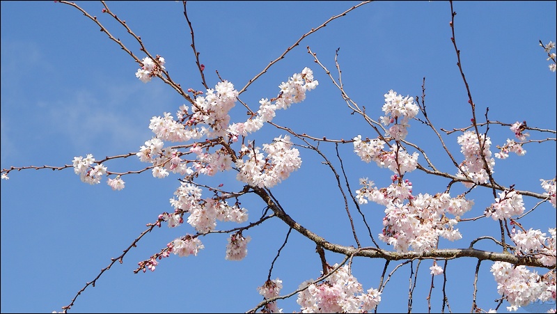 http://img105.xooimage.com/files/0/9/f/p2160118_v-43f8489.jpg
